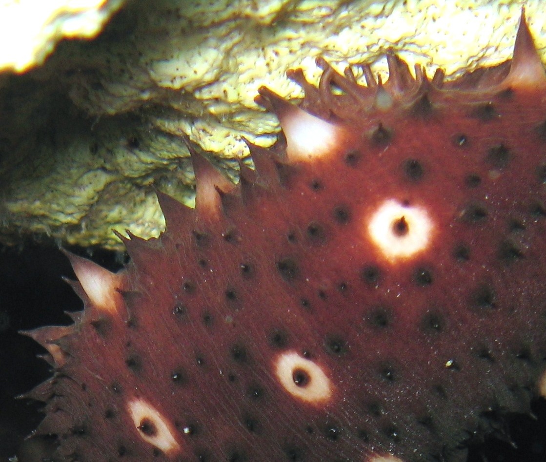 Holothuria sanctori e Holothuria forskali